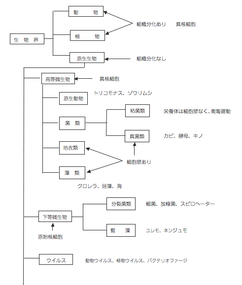 微生物の分類表