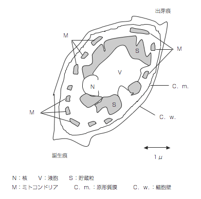 酵母の微細構造